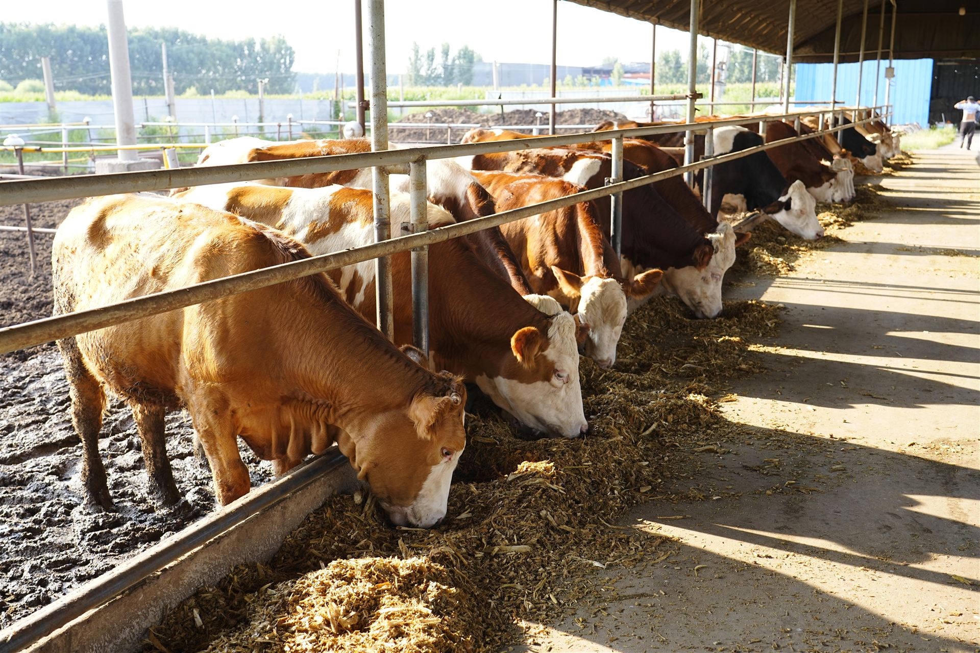 Коровы у кормового стола